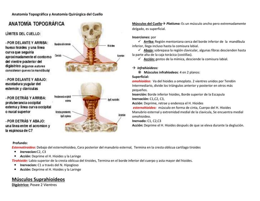 Anatomia Topografica Del Cuello Images