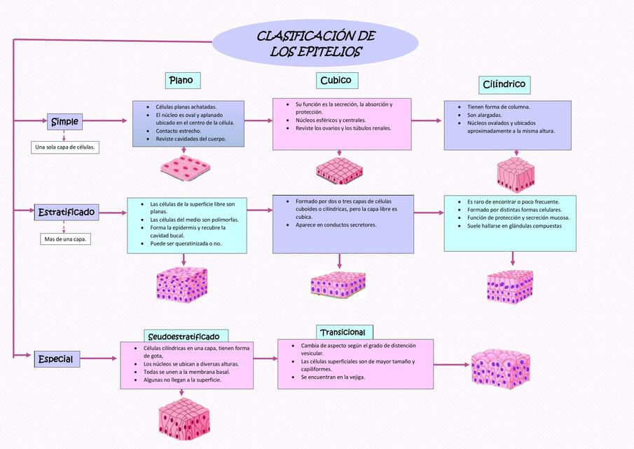 Clasificación de los Epitelios