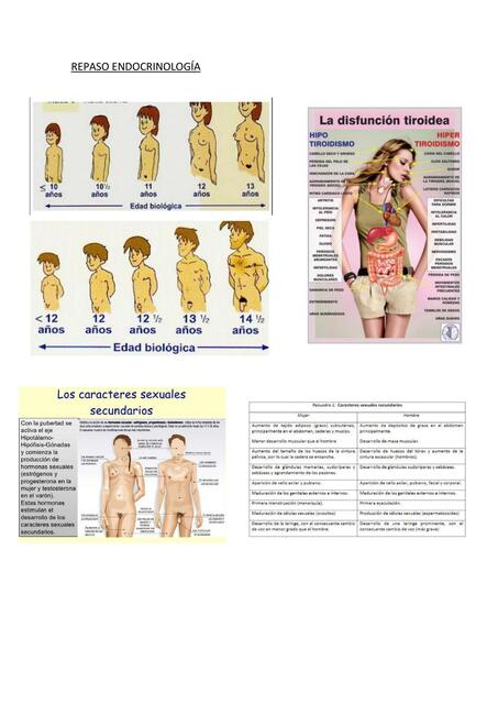 Repaso Endocrinología 