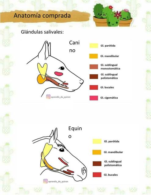 Glándulas salivales