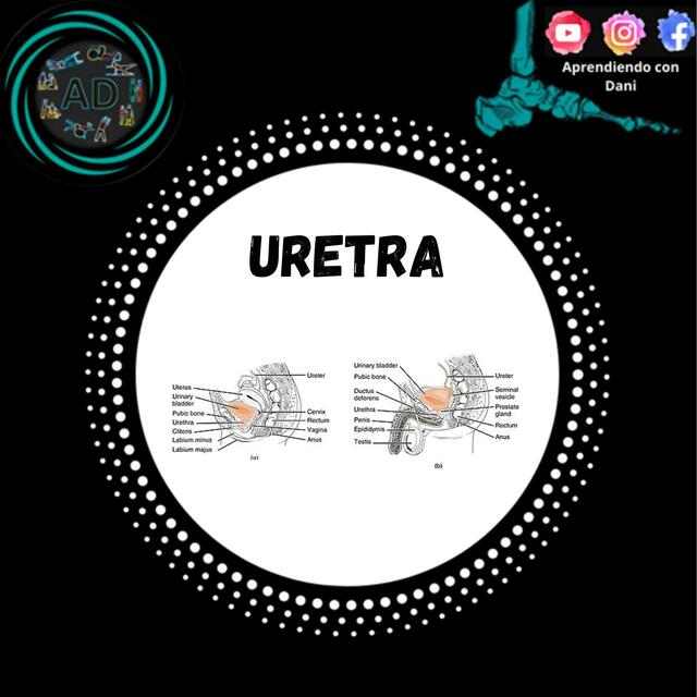 Uretra