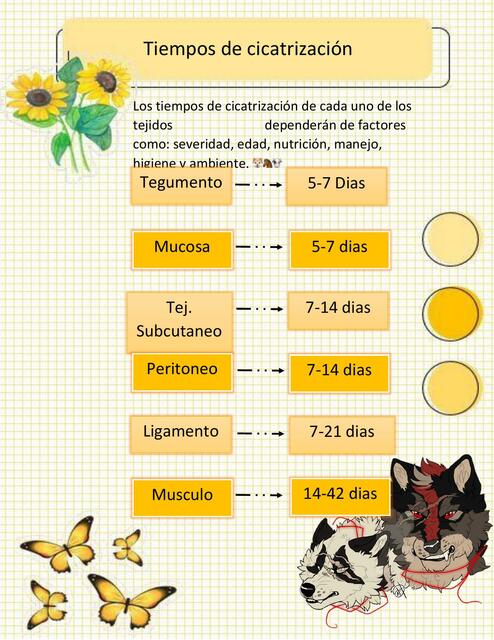 Tiempos de cicatrización