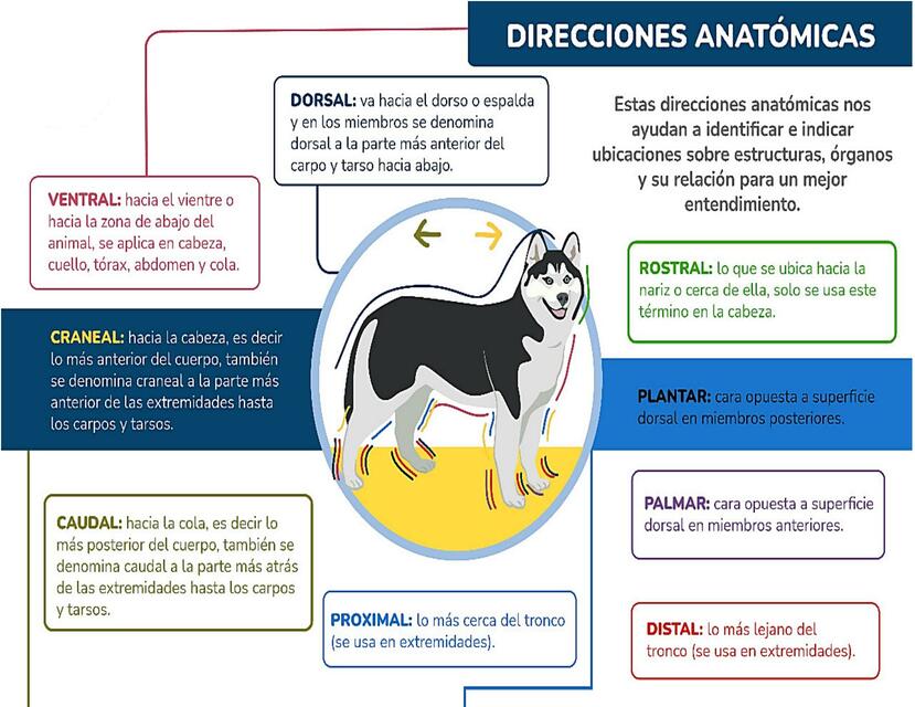 Direcciones anatómicas | fraii | uDocz