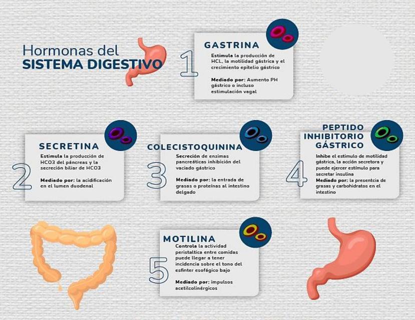 Hormonas Del Sistema Digestivo By Ray Ventura The Best Porn Website 