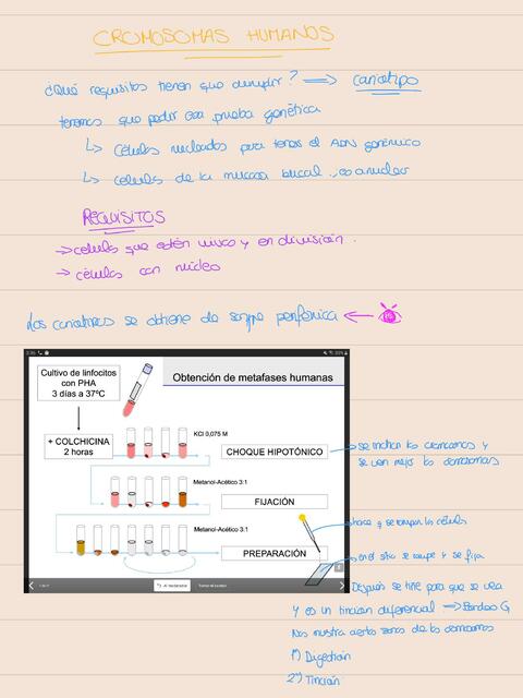 Cromosomas Humanos