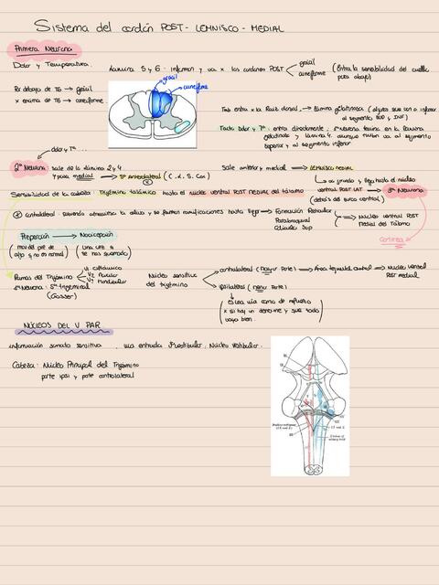 Neuroanatomía