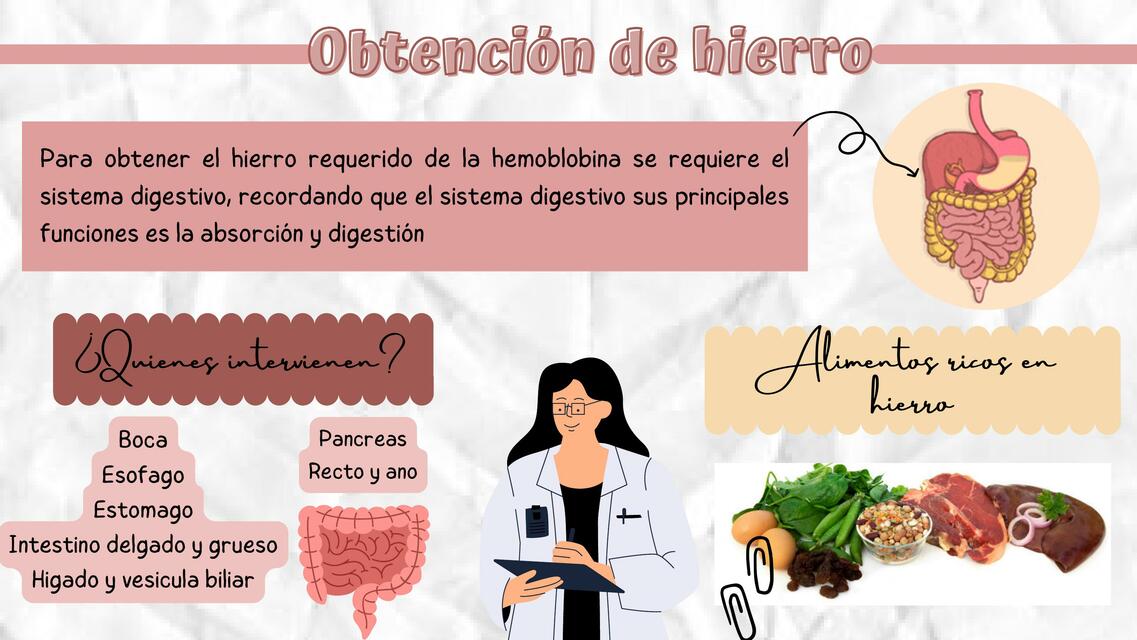  Metabolismo del Hierro 