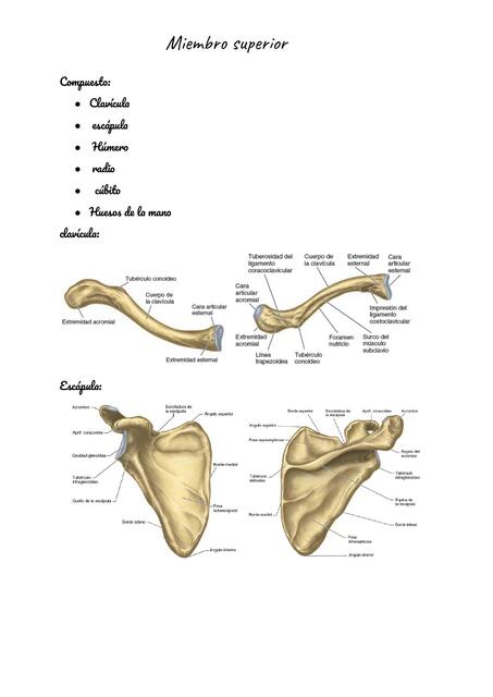 Miembro Superior
