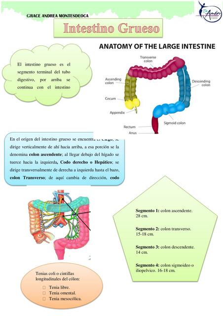 Intestino Grueso