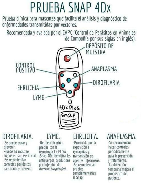 prueba-snap-4dx-fraii-udocz