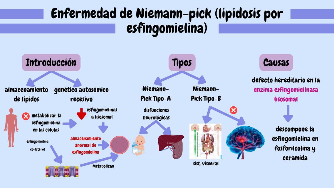 Enfermedad de Niemann-Pick tipo B: Estudio de tres casos y