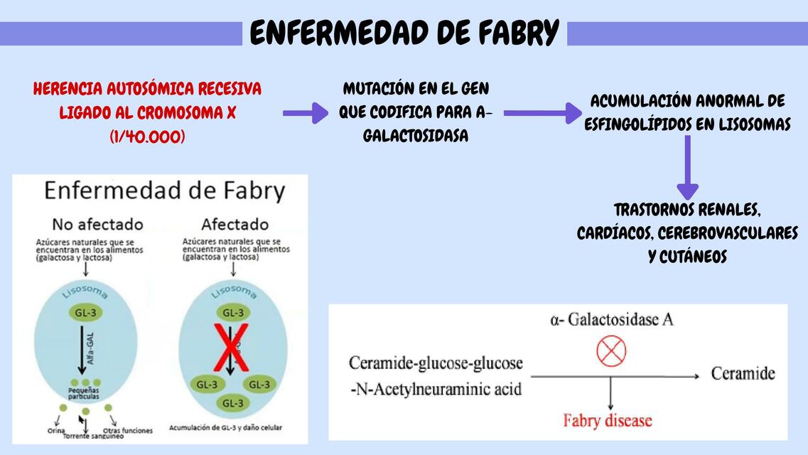 Resúmenes de Enfermedad de Fabry | Descarga apuntes de Enfermedad de Fabry