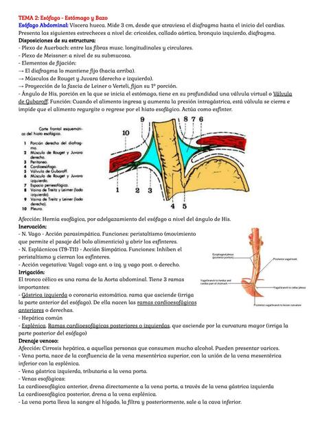 Tema 2 Esófago, Estómago y Bazo