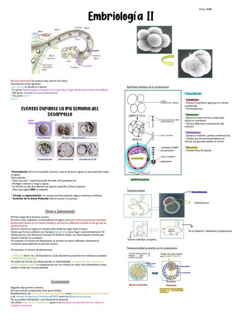 Embriología II 