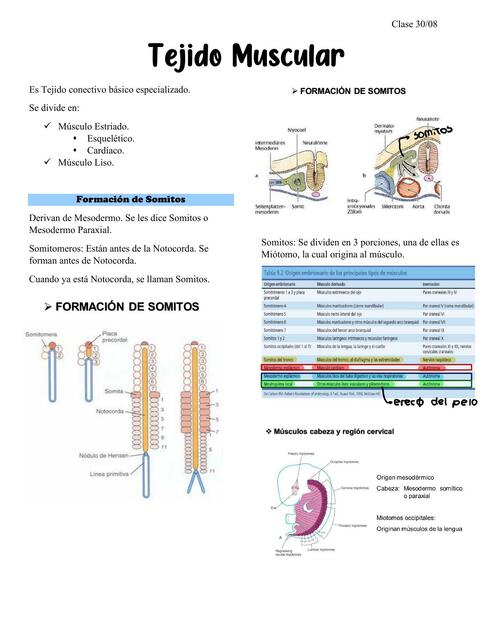 Tejido Muscular