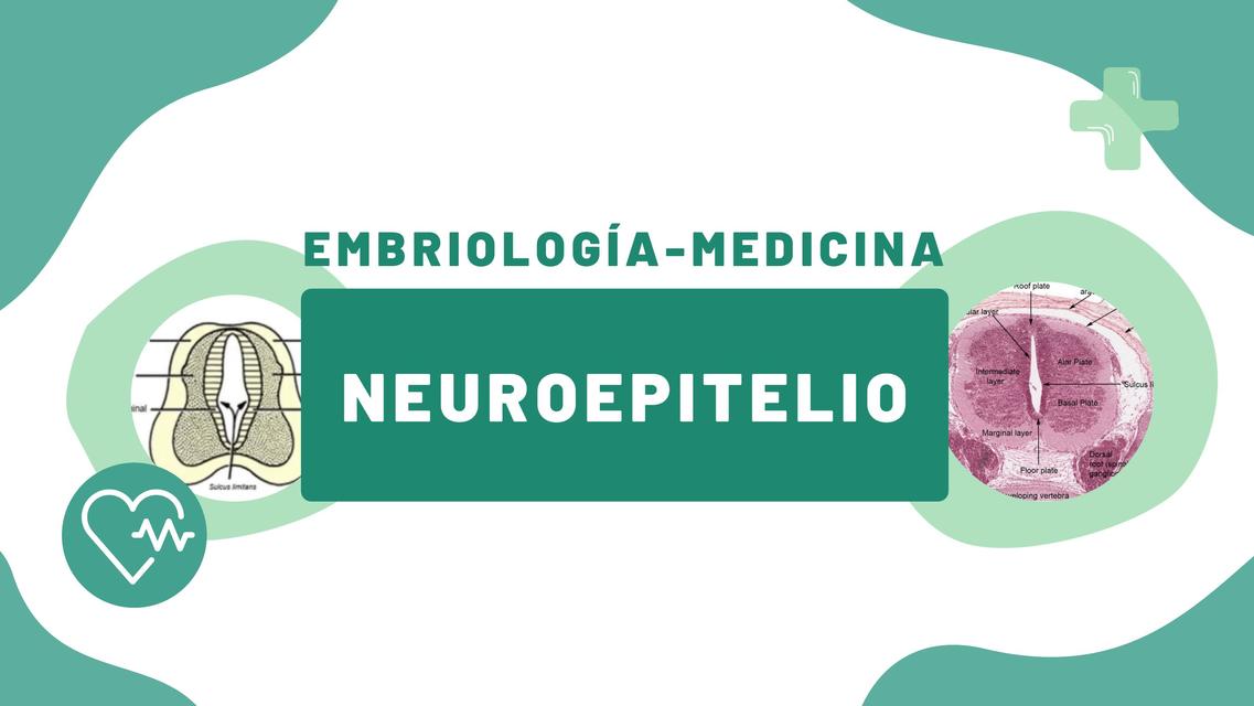Neuroepitelio Bosque uDocz