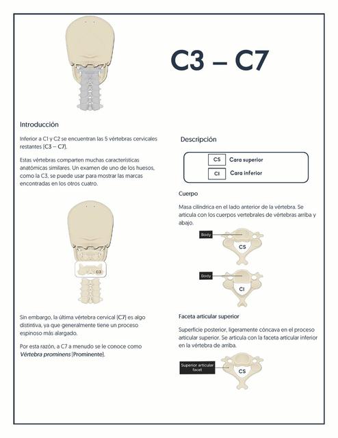 Columna vertebral: C3 - C7 | C Altamirano, MD | uDocz