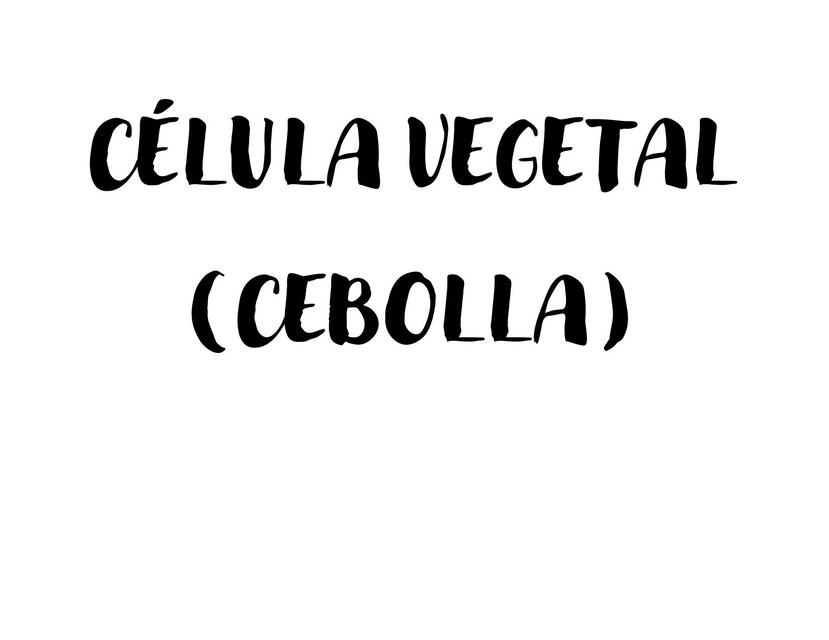 Célula Vegetal (Cebolla)