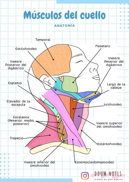 Anatomía de los Músculos del Cuello