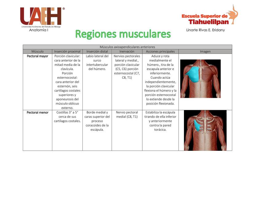 Regiones musculares 