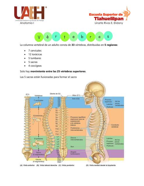 Vértebras