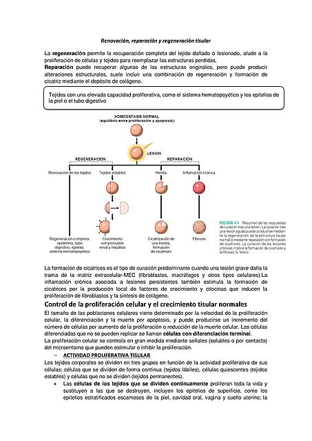 Renovación reparación y regeneración tisular Patologia Estuctural y Funcional - Patologia Robbins y Cotran