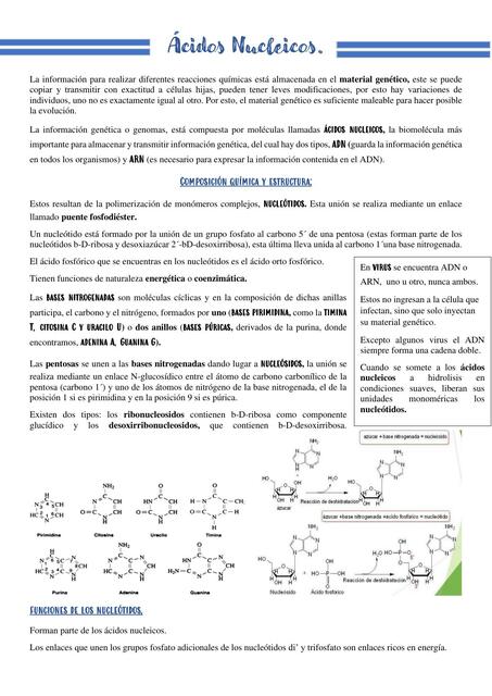 Ácidos Nucleicos