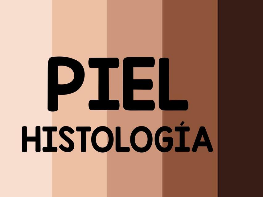 Histología Piel