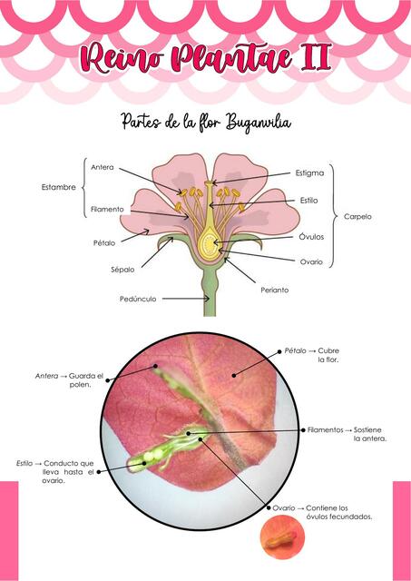 Reino Plantae II - INFORME