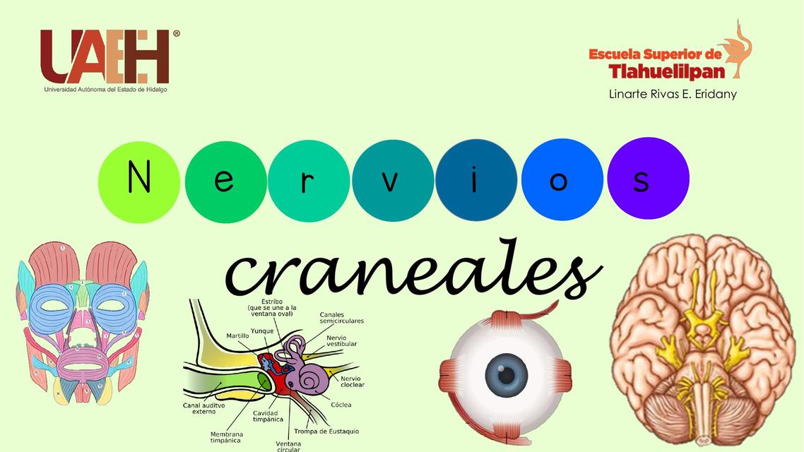 Nervios craneales 