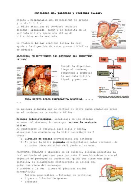 Funciones del Páncreas y Vesícula Biliar