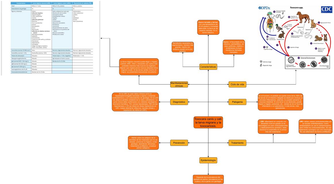 Toxocara canis y cati | Héctor Iván Esparza Resendiz | uDocz