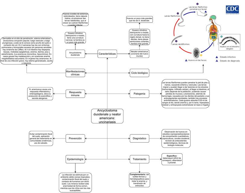 Ancyclostoma Duodenale y Neator Americans