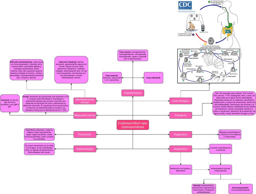 Cryptosporidium spp