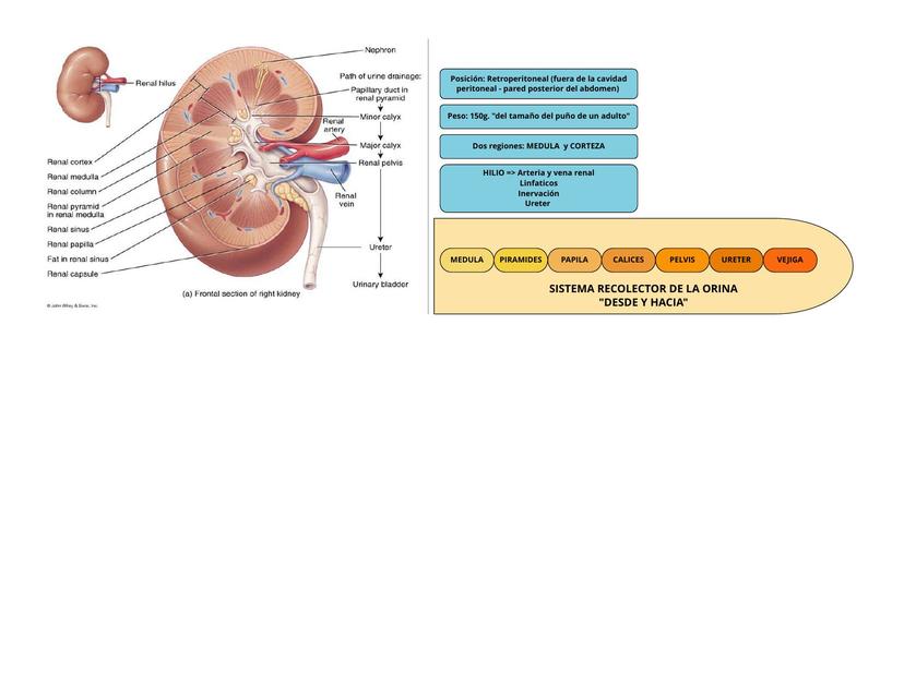 Anatomía del Riñón | Forensic.notes | uDocz