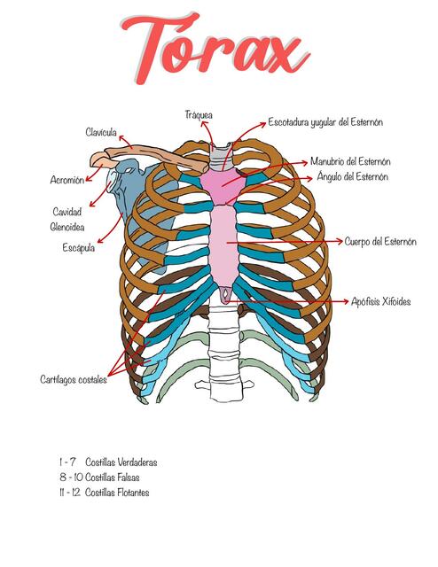 Tórax