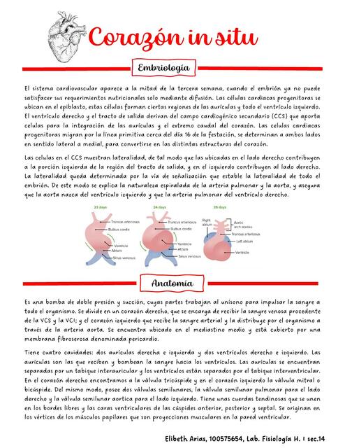 Corazón in situ