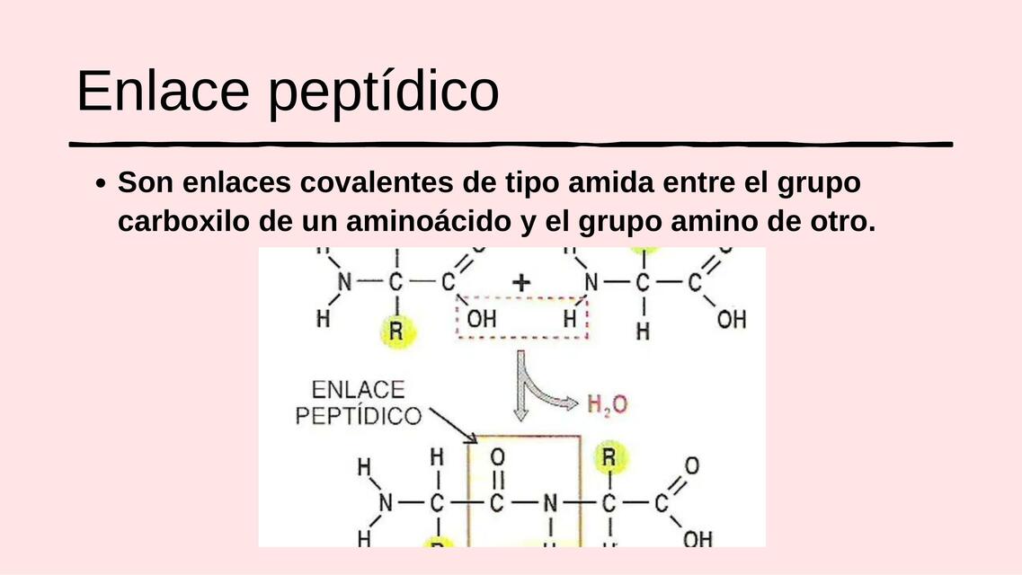 Aminoácido Enlace Peptídico Maryuri Lisbeth Udocz 0192