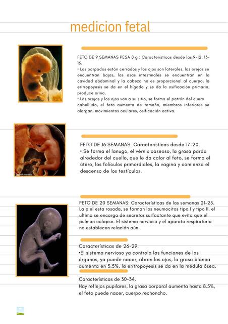 examen fetal