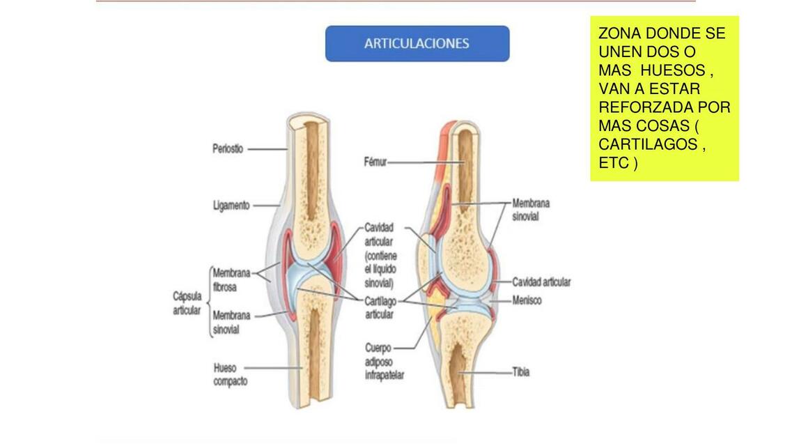 Articulaciones Anatomía 1 Bosque uDocz