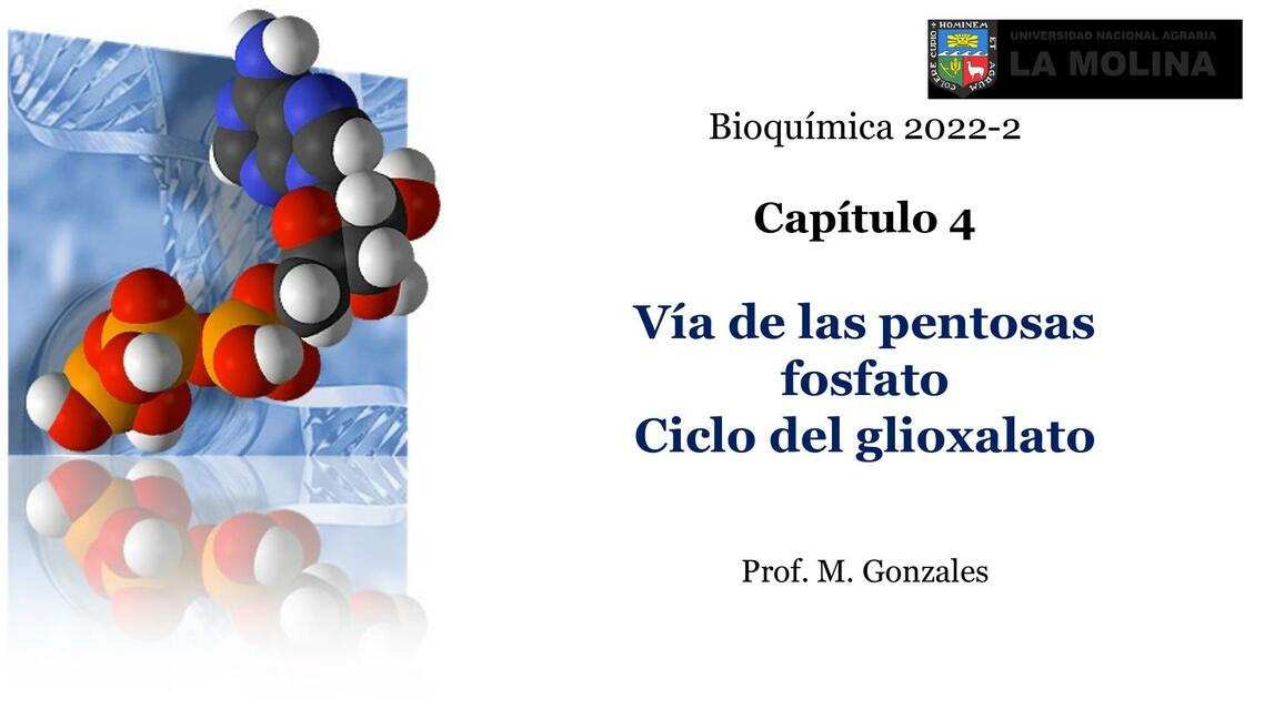 Vía de las Pentosas Fosfato Ciclo del Glioxalato