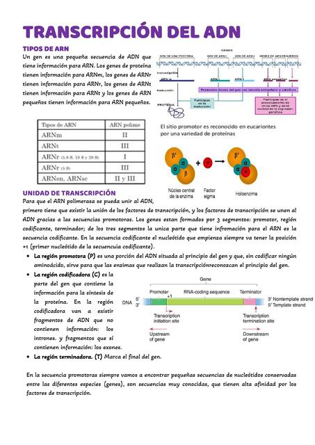 Transcripción del ADN 