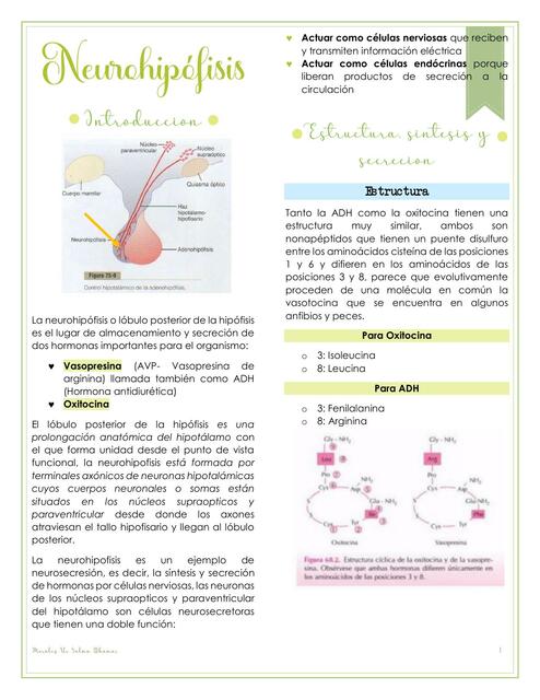 Neurohipófisis  Fisiología 