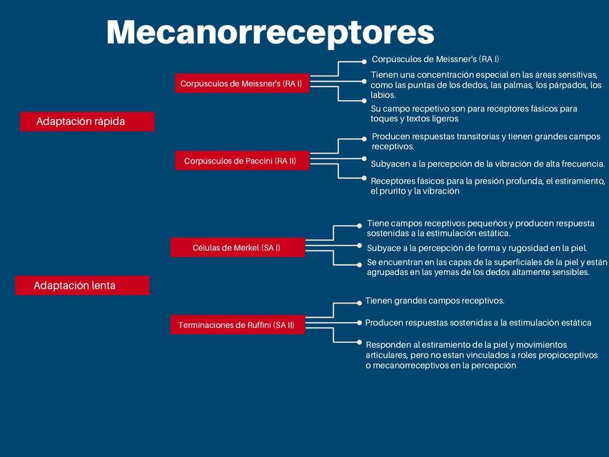 Mecanorreceptores 