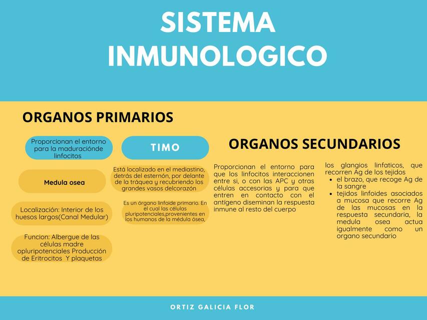 Órganos Primarios y Secundarios- Inmunología