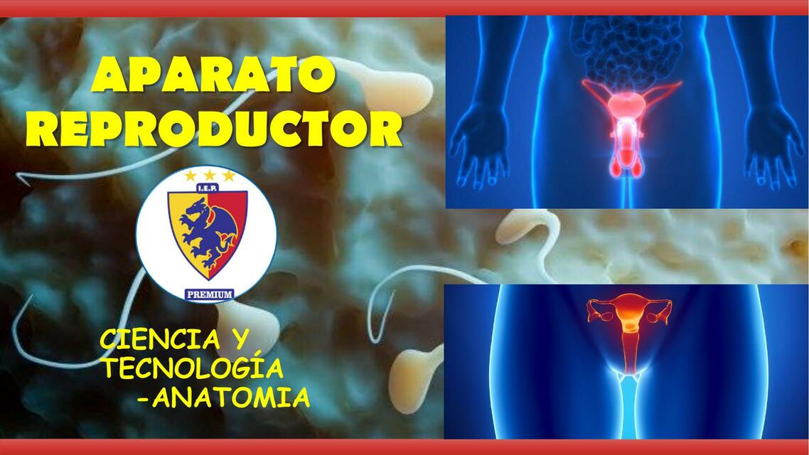 Aparato reproductor