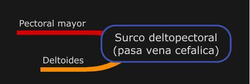 Surcofen Surco deltopectoral pasa vena cefalica | uDocz