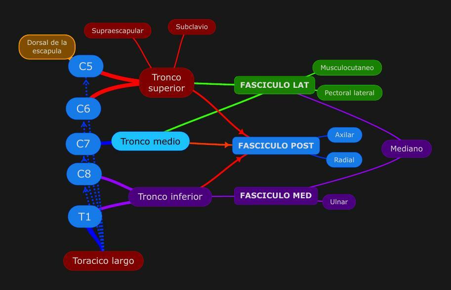 Resúmenes de Fascículo posterior | Descarga apuntes de Fascículo posterior