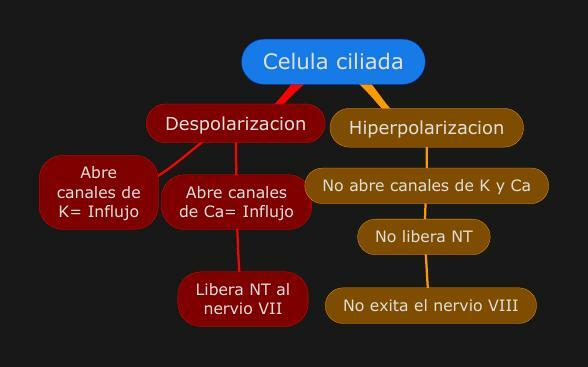 Célula ciliada uDocz