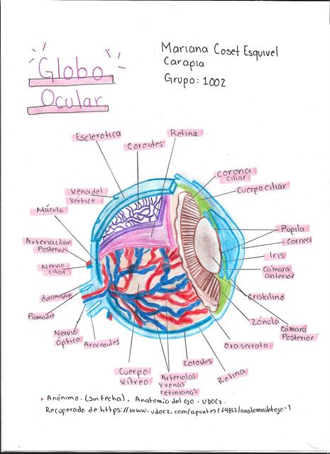 Globo Ocular 